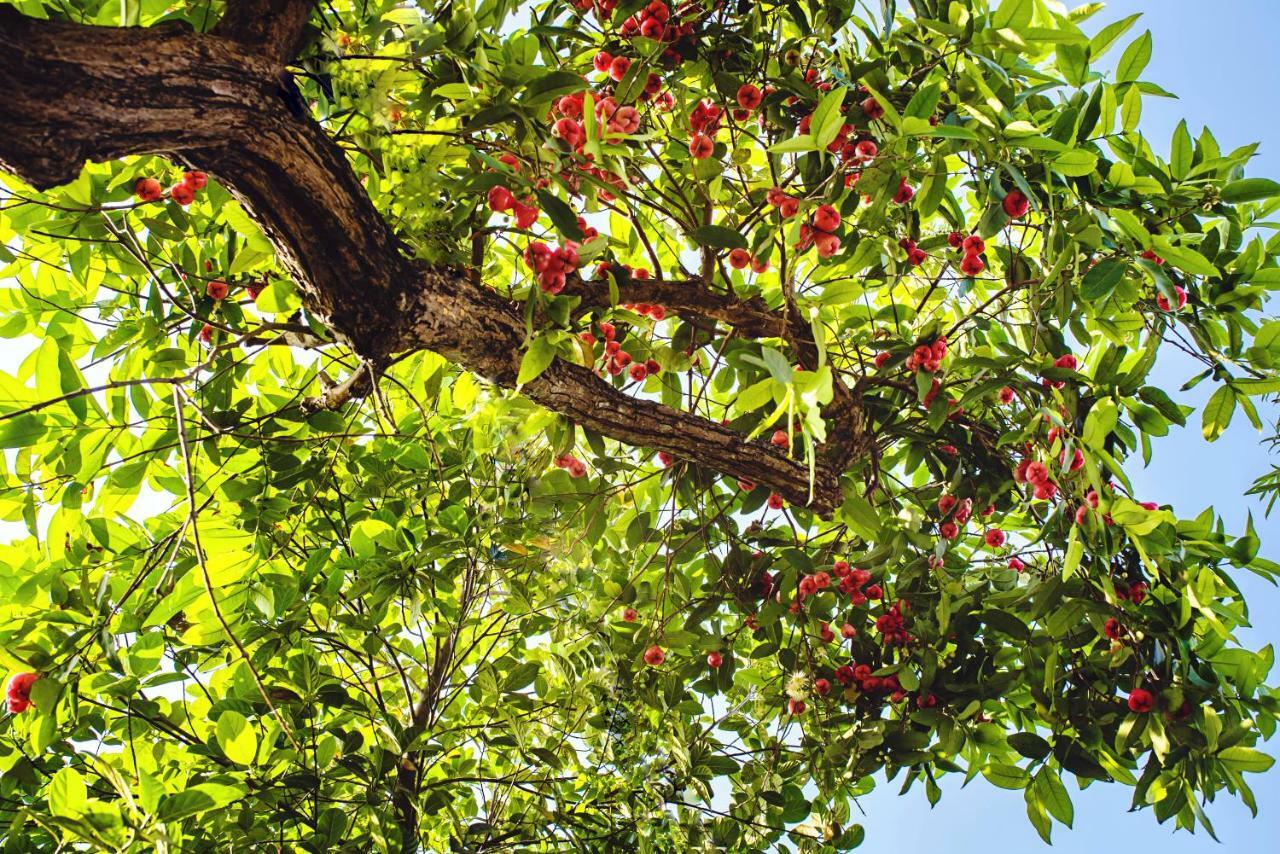 Riverside Plum Garden Villa Hoi An Exterior foto