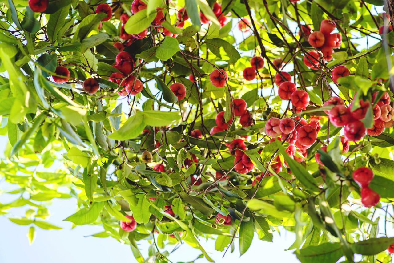 Riverside Plum Garden Villa Hoi An Exterior foto