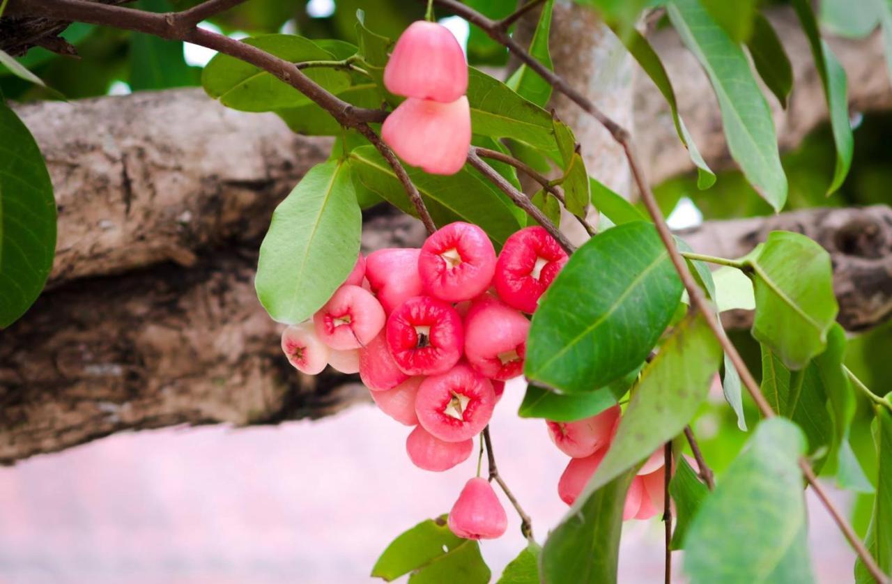 Riverside Plum Garden Villa Hoi An Exterior foto